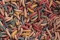 A photograph of multicolored maggots Royalty Free Stock Photo