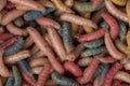 A photograph of multicolored maggots Royalty Free Stock Photo