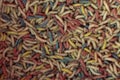 A photograph of multicolored maggots Royalty Free Stock Photo