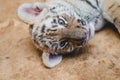 A close-up photograph of a muzzle of a tiger cub. Tiger cub looking at the camera