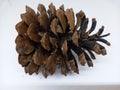 Close up Photograph of a Opened Pine Cone on its Side White Background