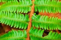 Green fern that launches to the four sides Royalty Free Stock Photo