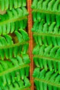 Green fern that launches to the four sides Royalty Free Stock Photo