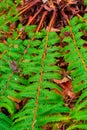 Green fern that launches to the four sides Royalty Free Stock Photo