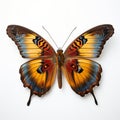 Close-up Photograph Of Pinned Butterfly On White Background Royalty Free Stock Photo