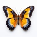 Close-up Photograph Of A Pinned Butterfly On White Background