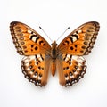 Close-up Photograph Of Pinned Orange And Brown Butterfly On White Background