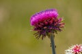 Purple thistle in full bloom with green background Royalty Free Stock Photo