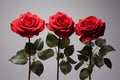 close up photograph of red roses