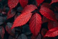 Raindrops on Red Maple Leaves - A Macro Shot Symbolizing Autumn\'s Wet Splendor. Generative Ai Royalty Free Stock Photo