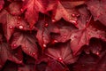 Raindrops on Red Maple Leaves - A Macro Shot Symbolizing Autumn\'s Wet Splendor. Generative Ai Royalty Free Stock Photo