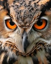 Close Up of Owl With Orange Eyes Royalty Free Stock Photo