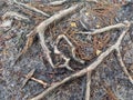 Close Up Photograph of the Surface Roots of a Scots Pine Pinus sylvestris in the Sandy Soil of Canford Heath