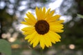 Close up photograph of a single bright yellow sunflower centered with blurred bokeh background of trees and branches with sun