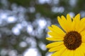 Close up photograph of a single bright yellow sunflower in lower right corner with blurred bokeh background of trees and branches Royalty Free Stock Photo