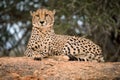 A close up photograph of a single cheetah lazily lying on a rock Royalty Free Stock Photo