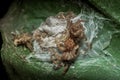 Close up photograph of spider carcass on the leaf in the garden during the day