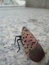 Spottend Lanterfly, close-up on wings Royalty Free Stock Photo