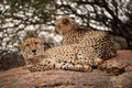 A close up photograph of two cheetahs lying and relaxing on a rock Royalty Free Stock Photo