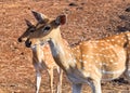 Close up of Two Chital - Cheetal - Spotted Deers - Axis Axis - Indian Wild Life - Gir National Park, Gujarat Royalty Free Stock Photo