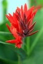 Vertical photo of a birds of Paradise flower in Hawaii Royalty Free Stock Photo