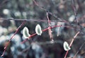 Willow tree, buds in spring Royalty Free Stock Photo