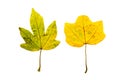 Close-up Photograph of a withering autumnal fig tree leaves isolated on white background Royalty Free Stock Photo