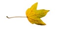 Close-up Photograph of a withering autumnal fig tree leaves isolated on white background Royalty Free Stock Photo