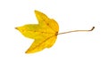 Close-up Photograph of a withering autumnal fig tree leaves isolated on white background Royalty Free Stock Photo