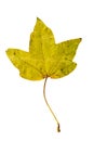 Close-up Photograph of a withering autumnal fig tree leaves isolated on white background Royalty Free Stock Photo