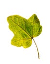 Close-up Photograph of a withering autumnal fig tree leaves isolated on white background Royalty Free Stock Photo