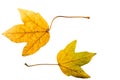 Close-up Photograph of a withering autumnal fig tree leaves isolated on white background Royalty Free Stock Photo