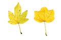 Close-up Photograph of a withering autumnal fig tree leaves isolated on white background Royalty Free Stock Photo