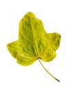 Close-up Photograph of a withering autumnal fig tree leaves isolated on white background Royalty Free Stock Photo