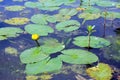 Close up photograph of yellow lily flowers and lily pads. Royalty Free Stock Photo