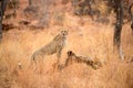 A close up photograph of a young cheetah against dry yellow grass, standing on a dead tree stump Royalty Free Stock Photo