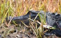Close up photography of an American Alligator head in the Okefenokee Swamp Royalty Free Stock Photo