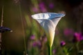 Close up photography of an Arum-lily flower with some rain drops Royalty Free Stock Photo