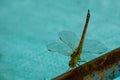 Big dragonfly on rusty pipe