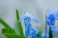 Close up photography of beautiful siberian squill Royalty Free Stock Photo