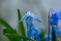 Close up photography of beautiful siberian squill Royalty Free Stock Photo