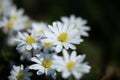 Close up photography of a Beautiful, white balkan anemone Royalty Free Stock Photo