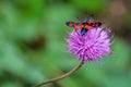 Black and red butterfly on a purple flower Royalty Free Stock Photo