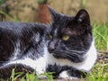Close-up photography of a black and white cat laying on the grass Royalty Free Stock Photo