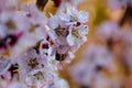 Blossom apricot branch with beautiful white and pink flowers with little bee in flower in spring close up Royalty Free Stock Photo
