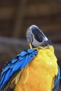 Close-up photography of a blue and yellow macaw Royalty Free Stock Photo