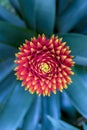 Bromelia flower from the top Royalty Free Stock Photo