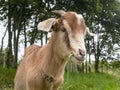 Close-up photography of a brown goat grazing in a farm Royalty Free Stock Photo
