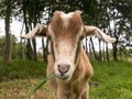 Close-up photography of a brown goat Royalty Free Stock Photo