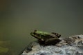 Brown and green frog relaxing on a rock next to the pond Royalty Free Stock Photo